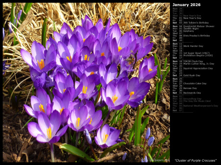 Cluster of Purple Crocuses