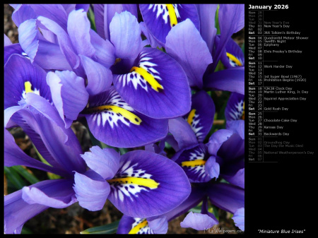 Miniature Blue Irises
