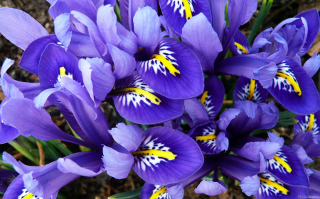 Miniature Blue Irises