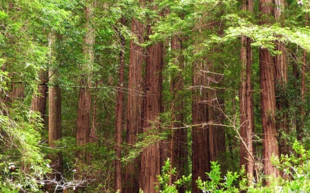 Redwood Trees