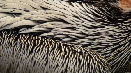 Pelican Feathers