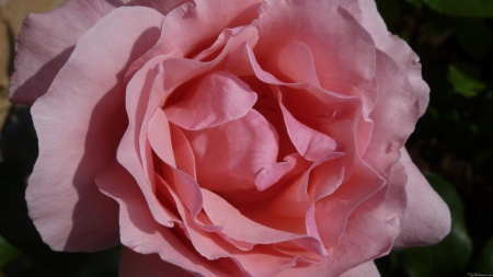 Pink Rose II