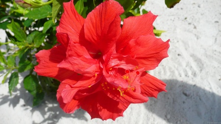 Red Double Hibiscus