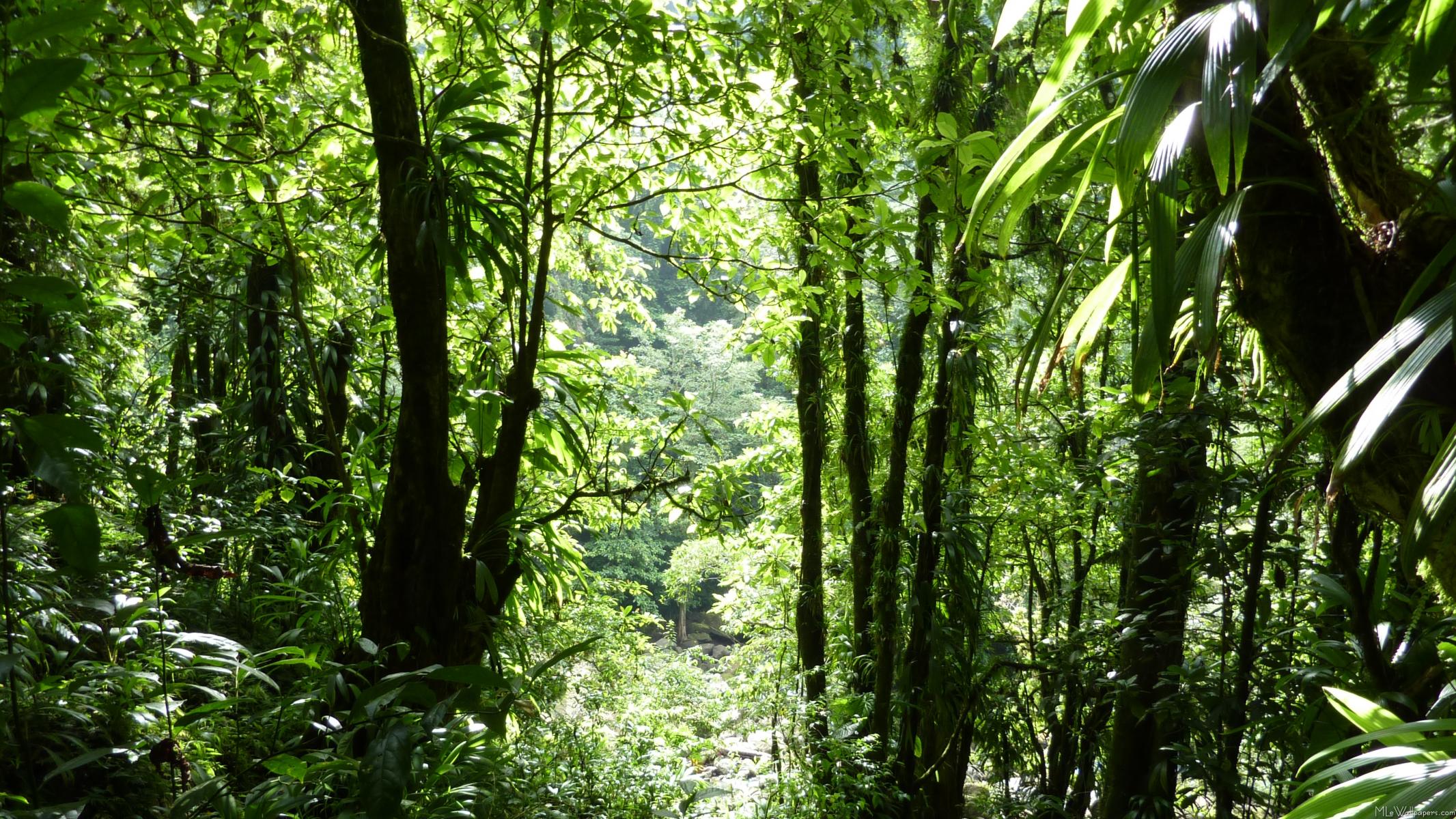 Влажные экваториальные леса условия жизни. Гилея — влажные тропические леса. Муссонные леса Индии. Субтропические дождевые леса. Тропические дождевые леса Индии.