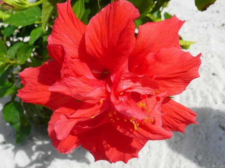 Red Double Hibiscus