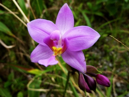 Wild Orchid