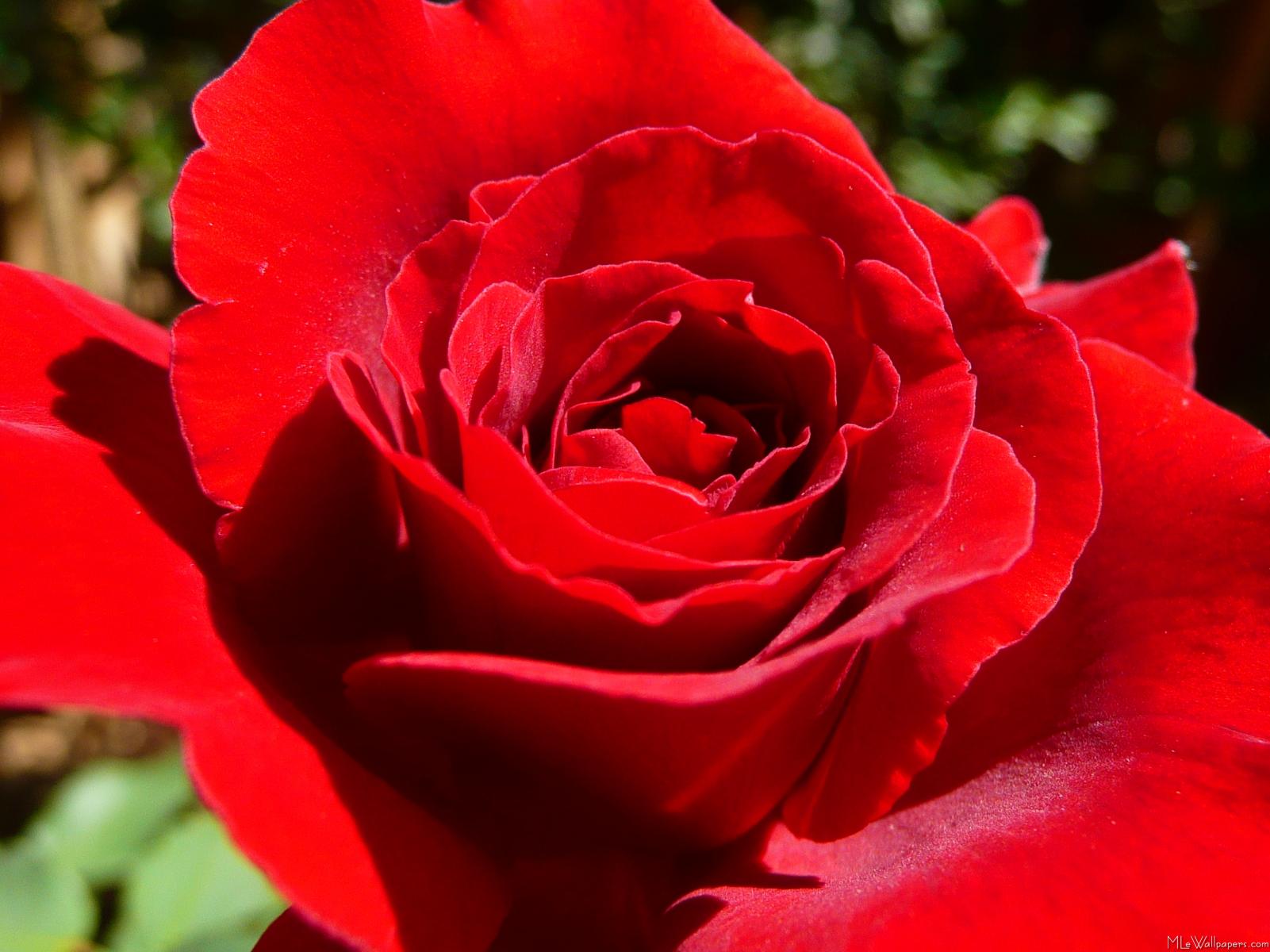 MLeWallpapers.com - Bright Red Rose