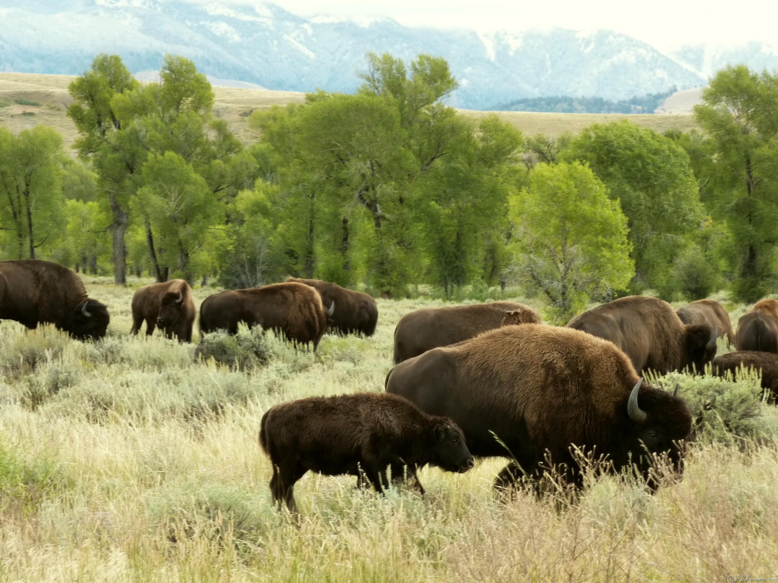 Бизон 320. Национальный парк Вуд Баффало растения. Национальный парк Buffalo в Канаде. Вуд-Баффало природная зона национальный парк. Национальный парк Вуд-Баффало цветущие Луга.