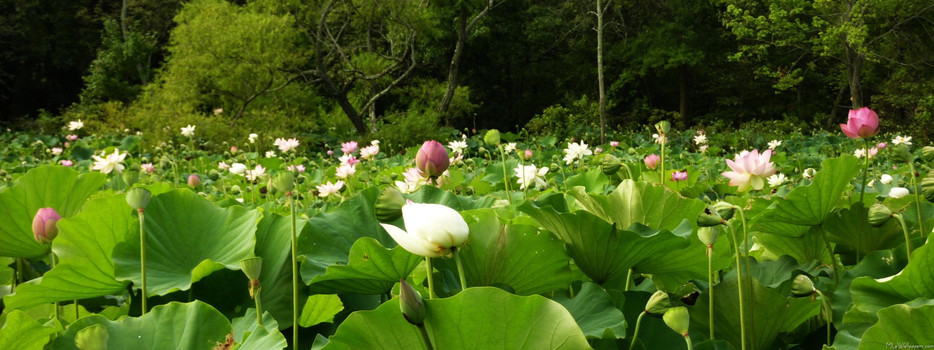  - Field of Lotus Flowers